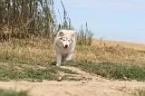 CHIEN FINNOIS DE LAPONIE 252